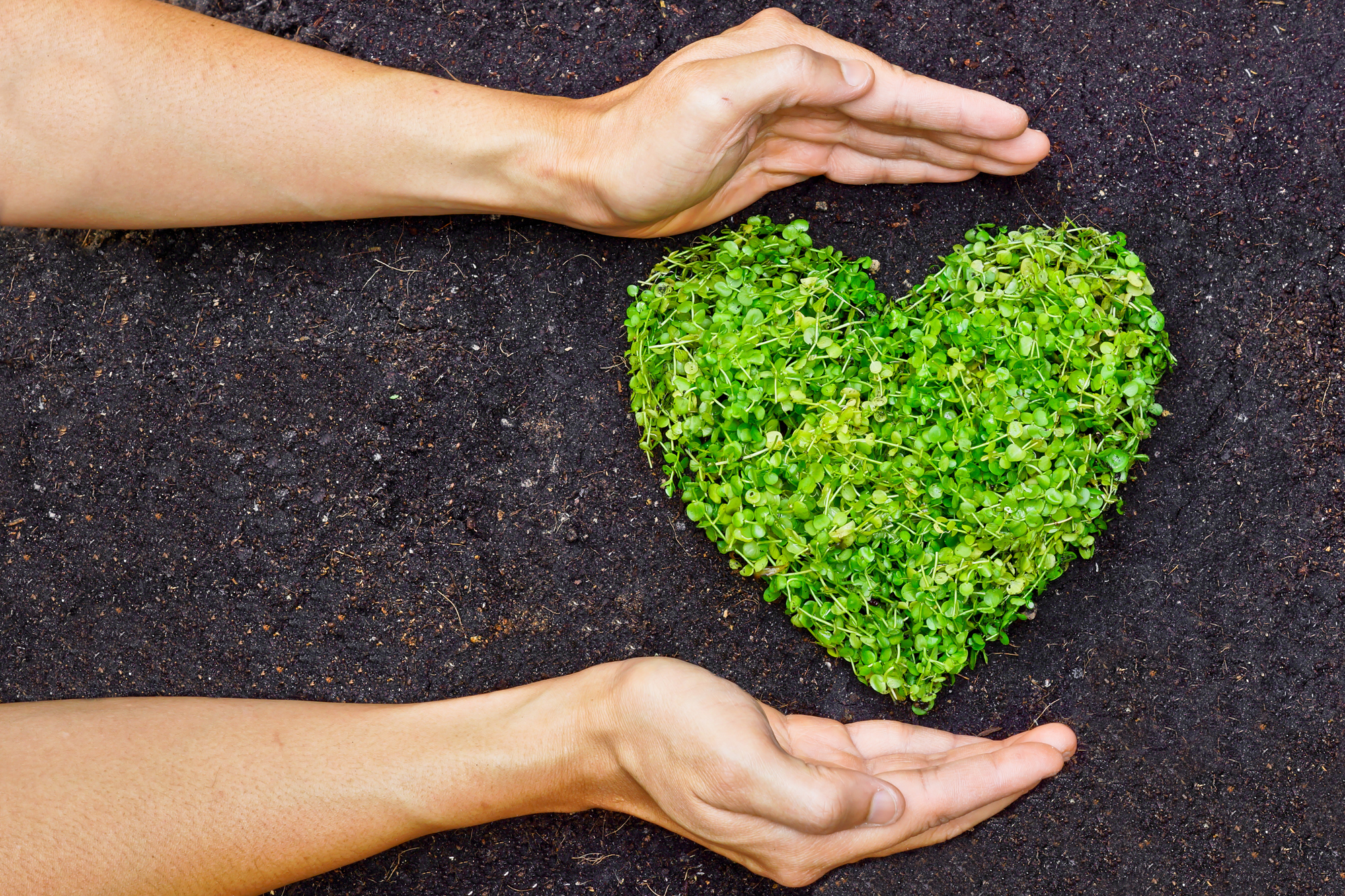 Grass Heart