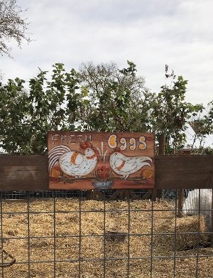 Chickens Chickens