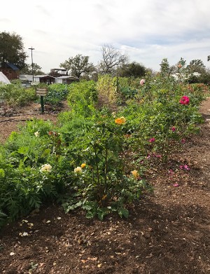 Garden Garden