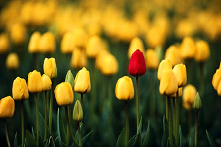 Tulip Bulbs Tulip Bulbs